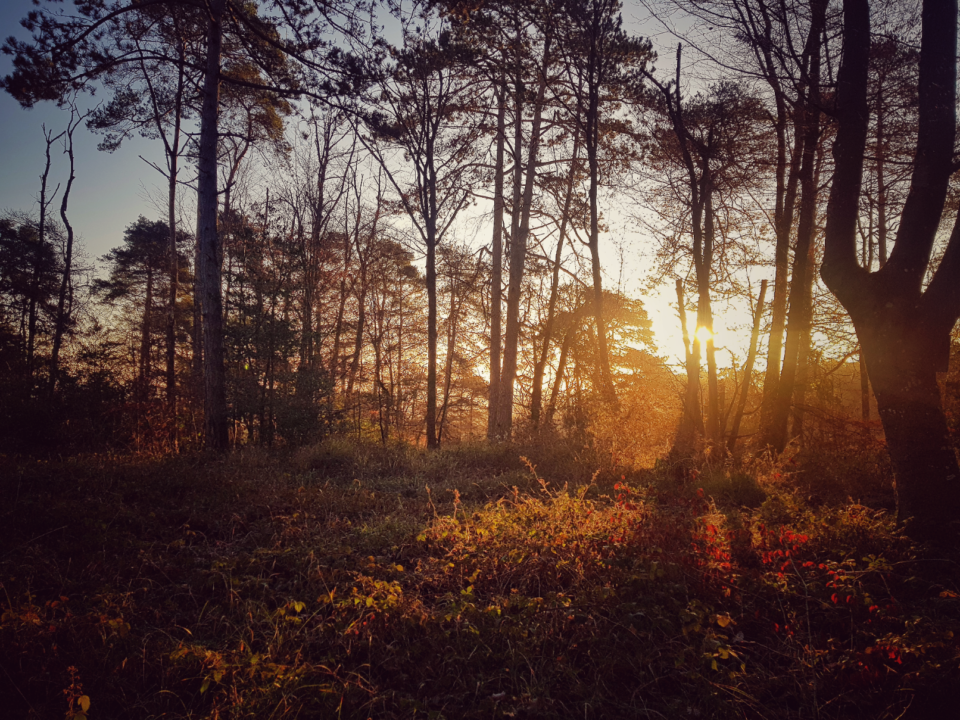 foret de fontainebleau