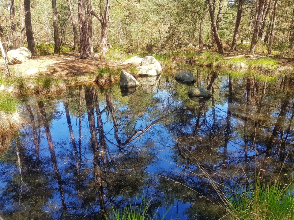 mare foret de fontainebleau